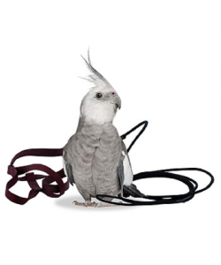 The Aviator Parrot Harness - Petite - 4 Colours